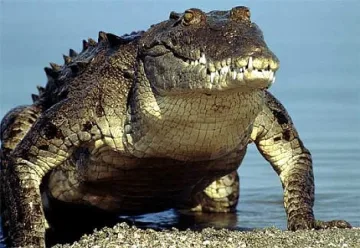 Уловиха гигантски морски крокодил