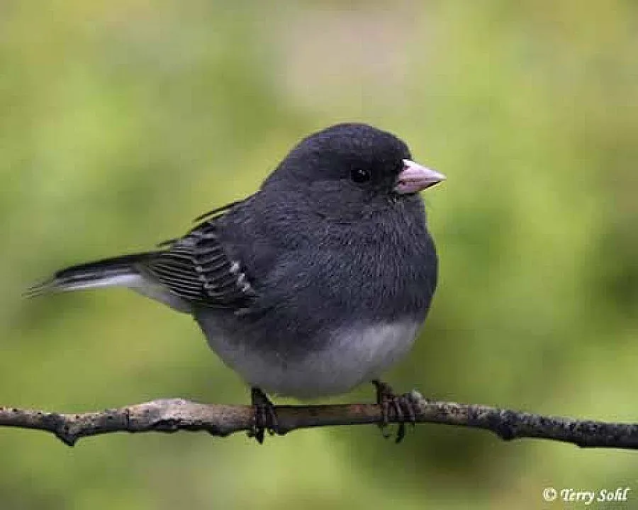 Учени разкриха защо птиците си изневеряват