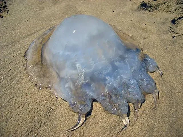 Нашествие на медузи по Черноморието