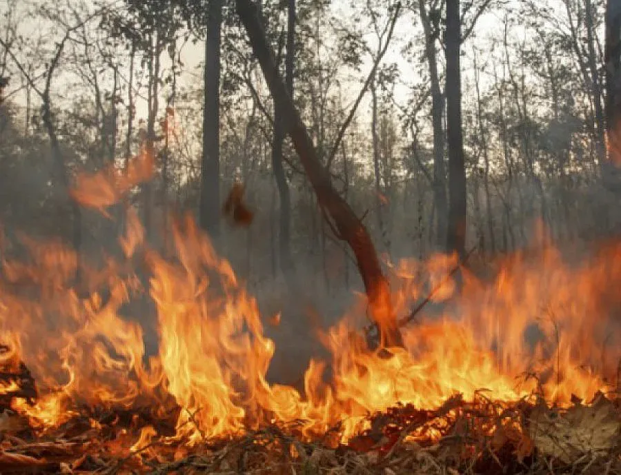 Земята е застрашена от унищожаване на биологични видове