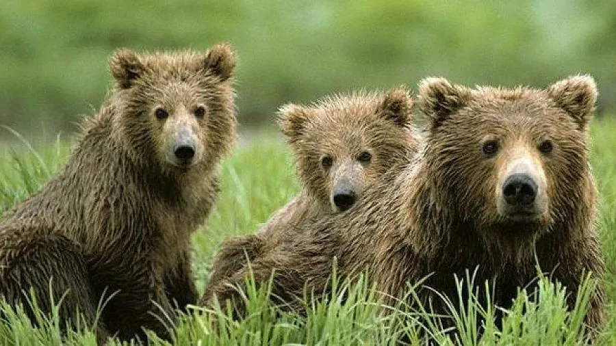 Марио Тагарински отново в синьо