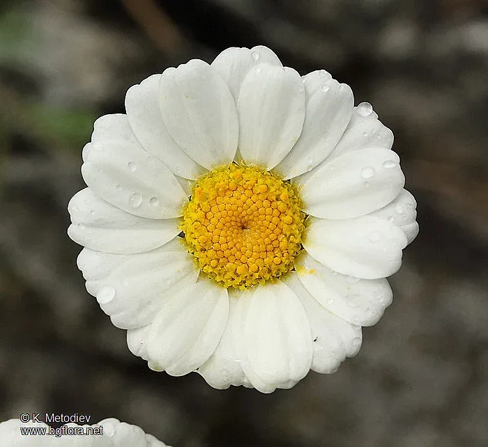 България пази цвете, което го няма никъде по света