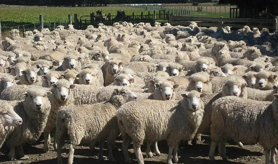 Слушат СРС-та в зала на делото срещу Янко Ваташки