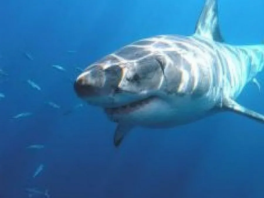 Шарапова и Ферер на осминафинали