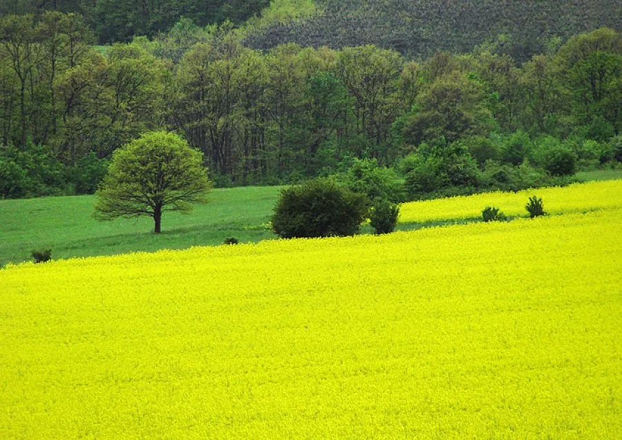 ДАНС разследва ислямска фондация