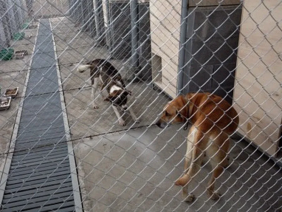 Рамбовци-доброволци ни спасяват при бедствия