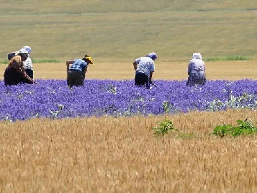 Георги Първанов: Църквата да помага да пазим идентичността на нацията