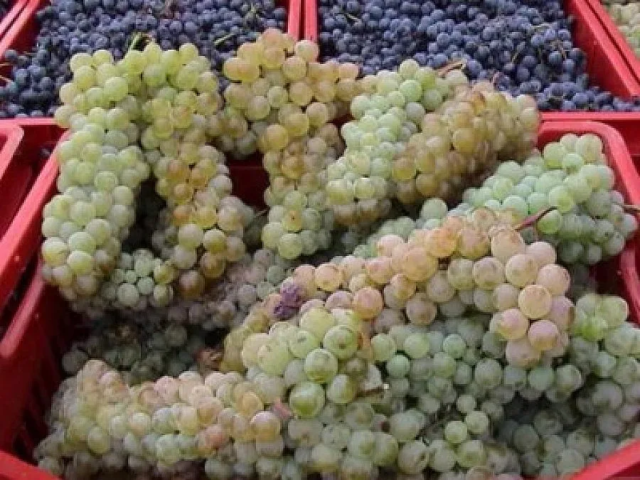 Обобщен бюлетин на СБА