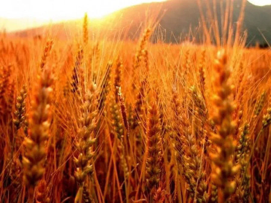 Калоян Динчев взе квота за Пекин 2008