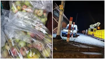 Стряскащ разказ за крадците на ябълки. Наказанията