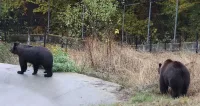 Мечка се блъсна в кола, търсят я дали е пострадала