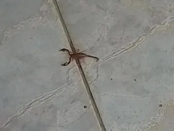 Наш град изтръпна! Напаст по къщите