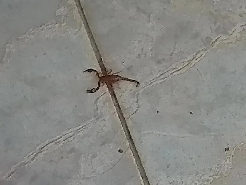 Наш град изтръпна! Напаст по къщите