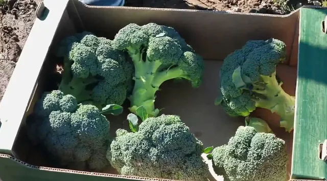 Нов зеленчук сменя картофите в диетата на българина и на полето в Самоков