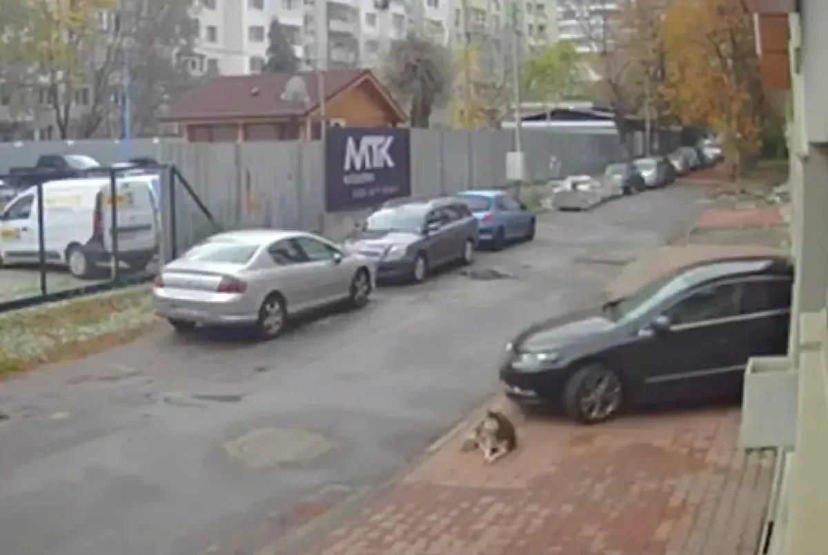 Лавина от гняв срещу мъжа, прегазил куче. Лекарят се изнесе