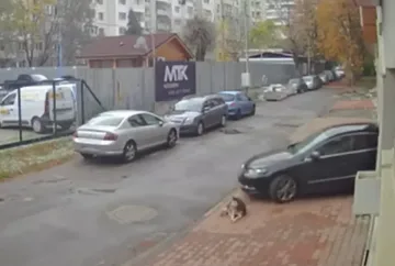 Лавина от гняв срещу мъжа, прегазил куче. Лекарят се изнесе