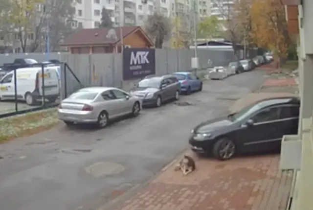 Лавина от гняв срещу мъжа, прегазил куче