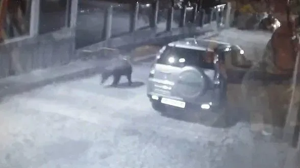 Звяр се разходи в Карлово, изяде гроздето