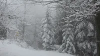 Ще има ли сняг на Коледа