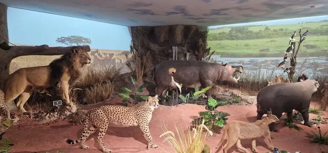 Наш музей направи нещо невиждано! Уникална зала и зоокафе