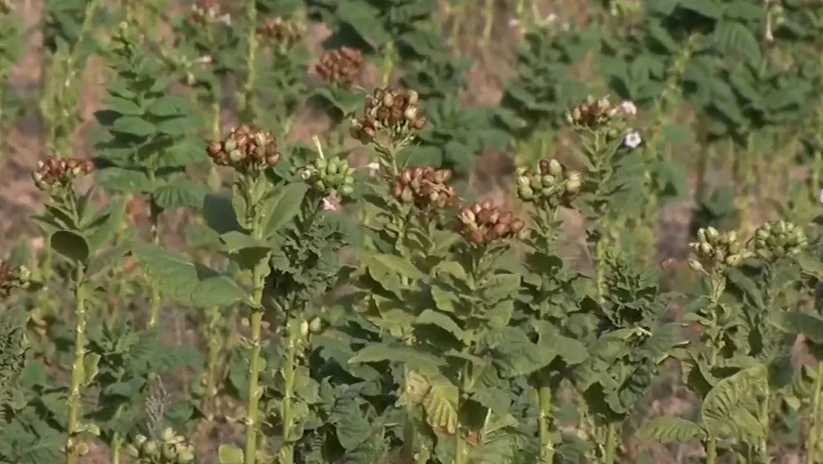 Вместо тютюн, Родопите намериха нова реколта за бъдещето