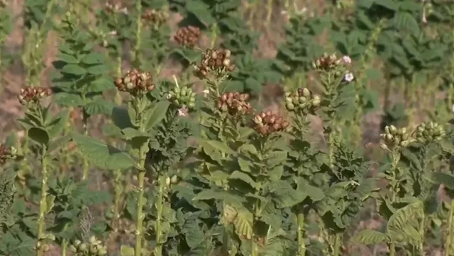 Вместо тютюн, Родопите намериха нова реколта за бъдещето
