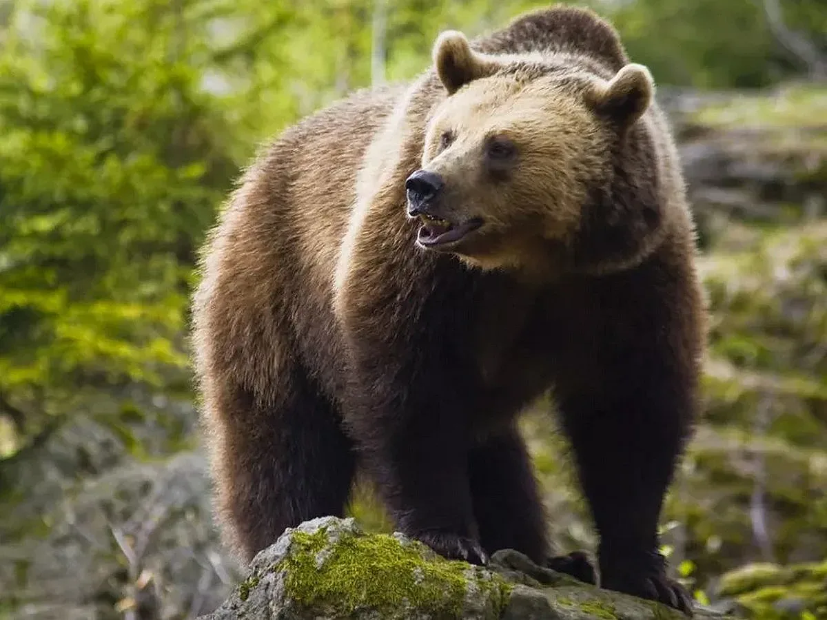 20 мечки бродят между Сопот и Карлово, хората ги хранят със сладко от килера