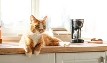 5 съвета как да отучите котката да се качва на кухненския плот