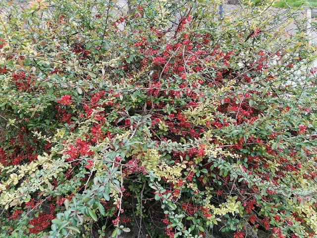 Учен от Китай с неизвестни разкрития за българската роза