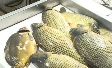 Масирани проверки удариха търговци-мошеници преди Никулден