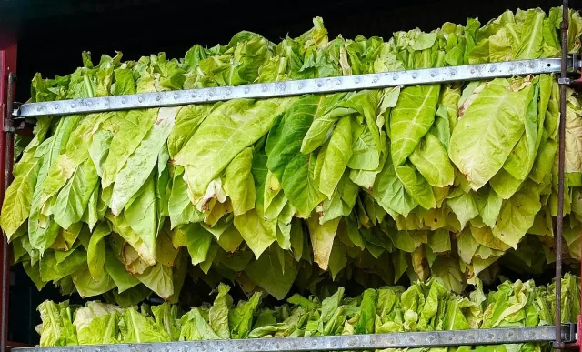 Нов акциз в ЕС поставя под заплаха тютюнопроизводителите в България