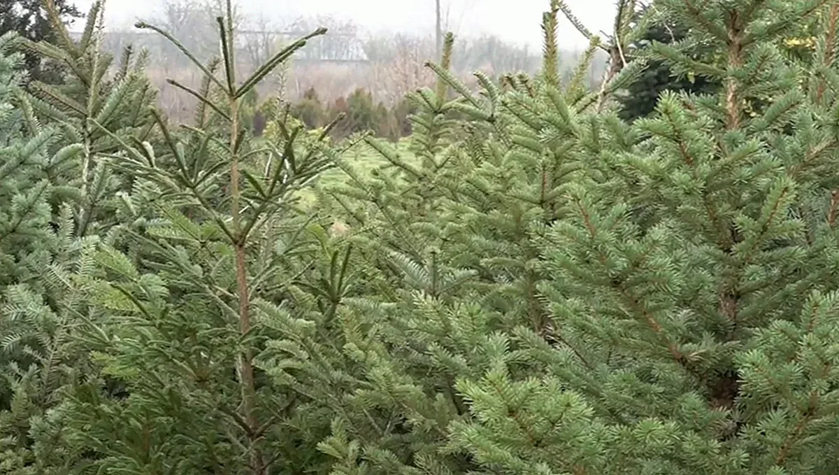 Коледната треска завладя пазара на елхи в България
