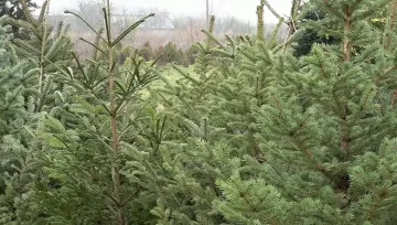 Коледната треска завладя пазара на елхи в България