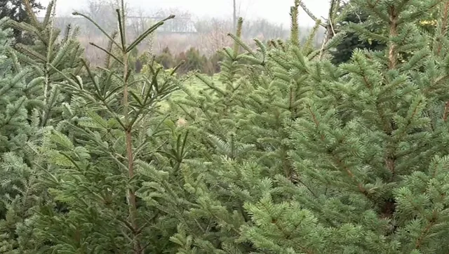 Коледната треска завладя пазара на елхи в България
