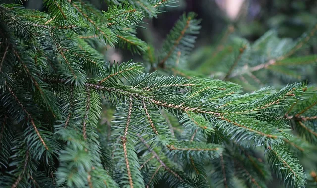 Как да запазите аромата на коледната си елха по-дълго