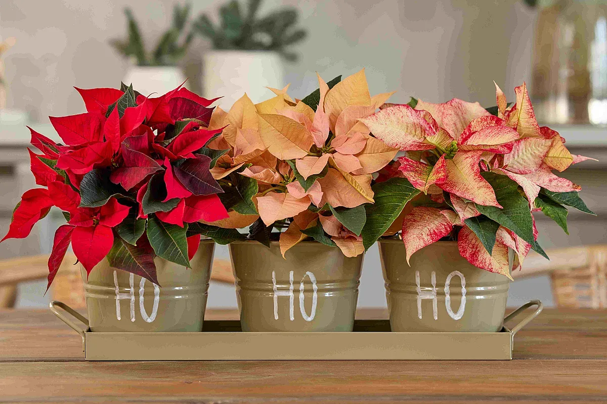 Как да опазите коледната звезда по-дълго?