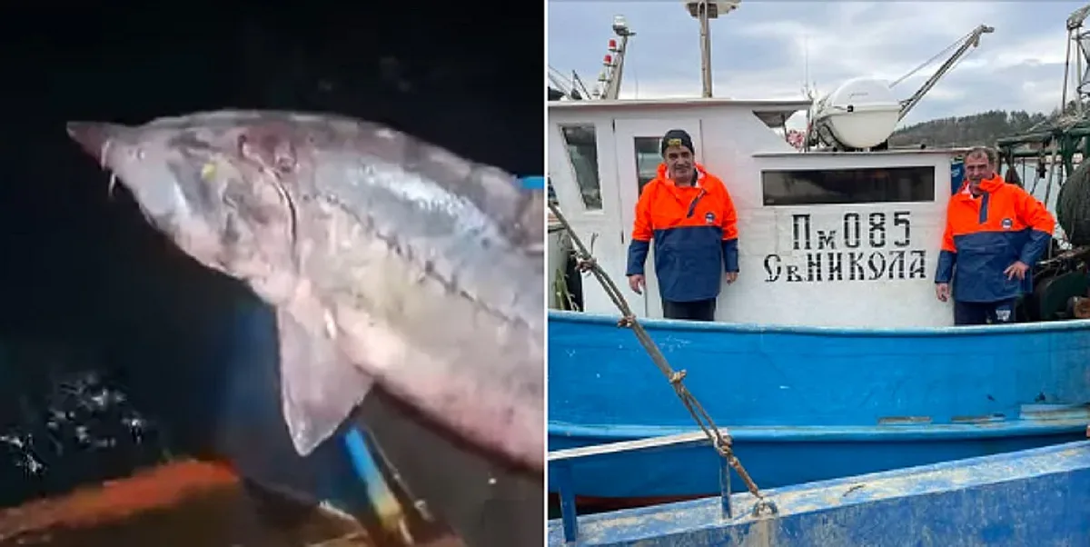 Гигантска риба в Черно море. Рибарите изумени