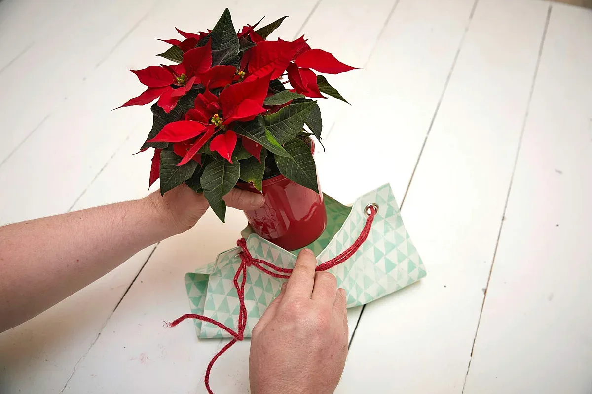 Подарете радост и колорит с коледна звезда