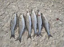 Предколедно чудо! Пуснаха риба по 5 лева