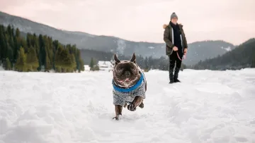 Домашните любимци изместиха подаръците за хората