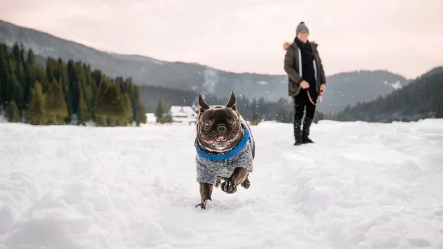 Домашните любимци изместиха подаръците за хората