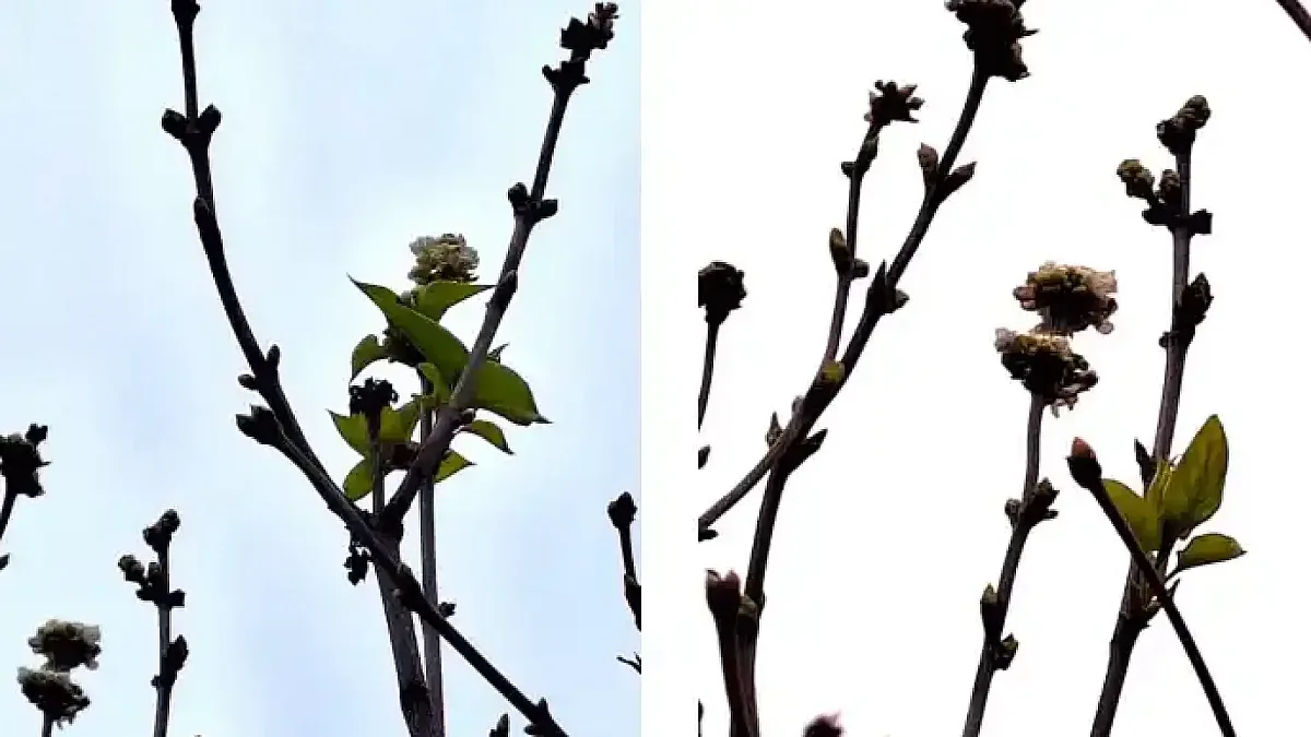 Коледно чудо в наш голям град!
