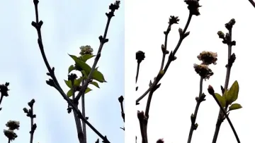 Коледно чудо в наш голям град!