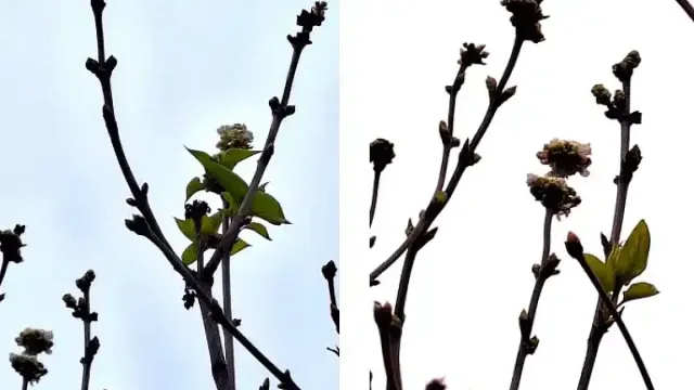 Коледно чудо в наш голям град!