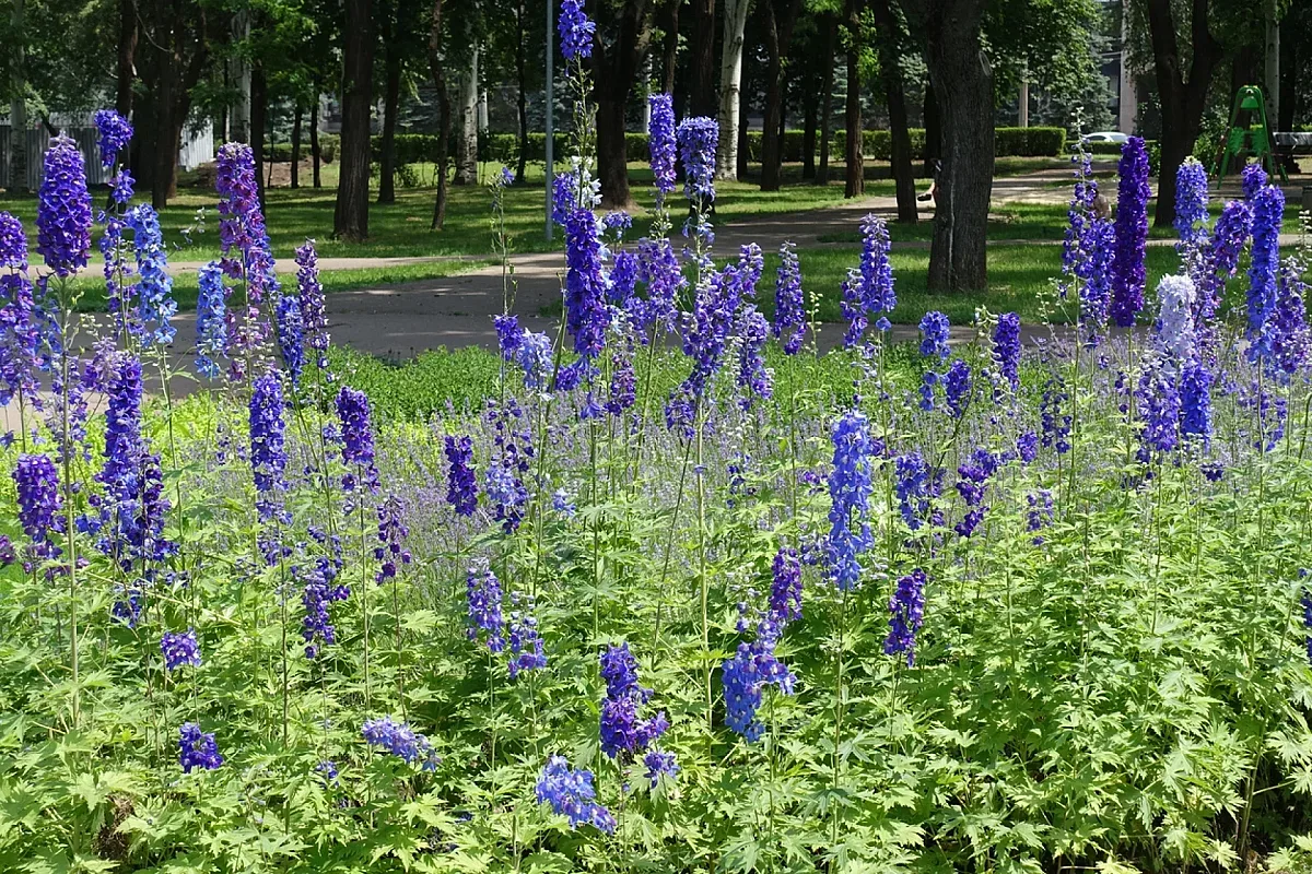 Това е цветето за 2026 г. Носи топлина и спокойствие