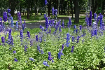 Това е цветето за 2026 г. Носи топлина и спокойствие