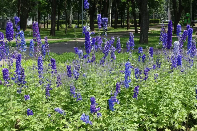 Това е цветето за 2026 г. Носи топлина и спокойствие