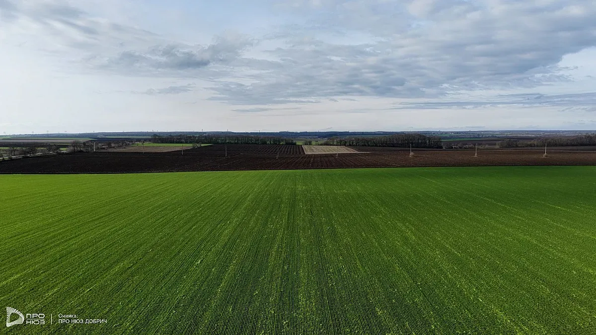 Двойно повече площи с рапица засадиха в Добруджа