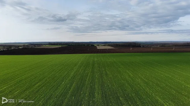 Двойно повече площи с рапица засадиха в Добруджа