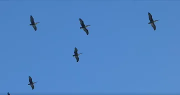 Нечакани гости пристигнаха във Варна 